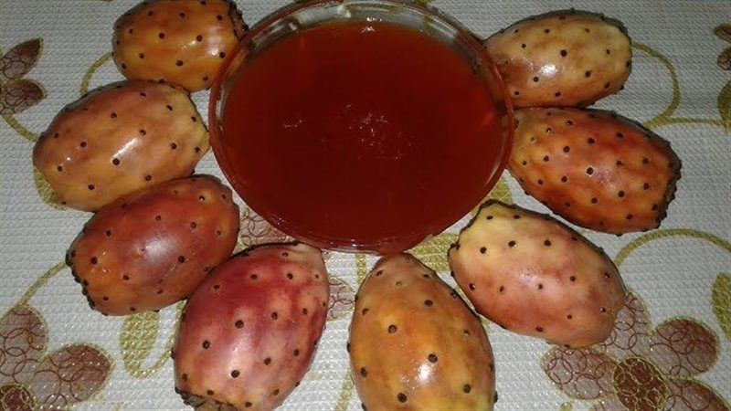 مربى التين الشوكي،