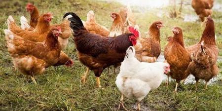 يصل إلى 5 جنيهات، انخفاض سعر الفراخ اليوم الجمعة 21 أغسطس 2026 - النيل نيوز