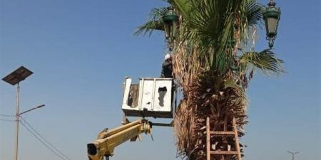 تكثيف أعمال تقليم وتهذيب أشجار النخيل بالطرق السريعة بأسيوط - النيل نيوز