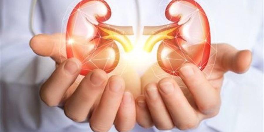 10 علامات تؤكد أن الكلى بصحة جيدة و9 نصائح للحفاظ عليها - النيل نيوز