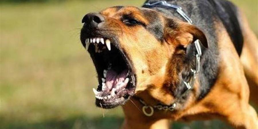 كلب مسعور يهاجم أهالي فرشوط في قنا ويعقر 4 أطفال - النيل نيوز