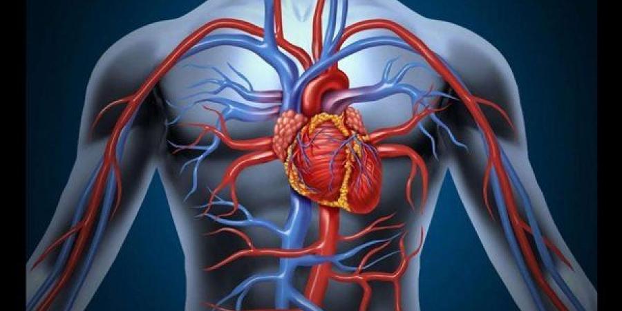 مخاطر مقاومة الأنسولين على شرايين القلب - النيل نيوز